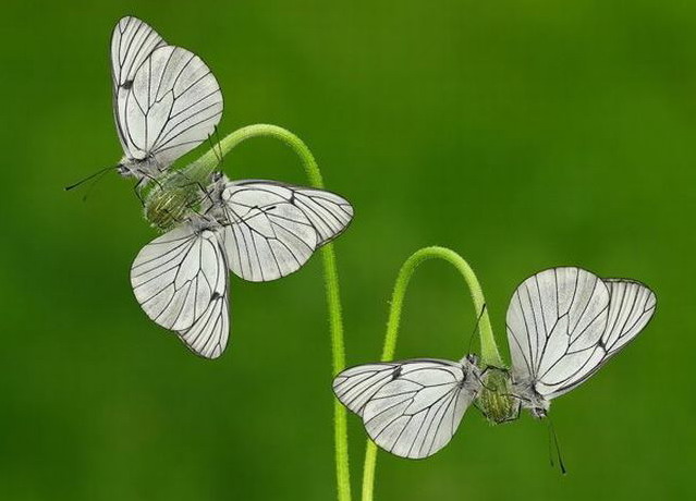 639x460, 56 Kb / бабочки