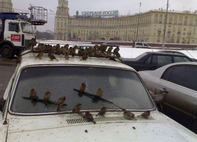 639x461, 82 Kb / воробьи