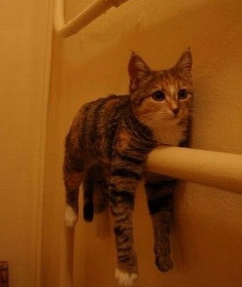 490x581, 48 Kb / кот, труба, батарея