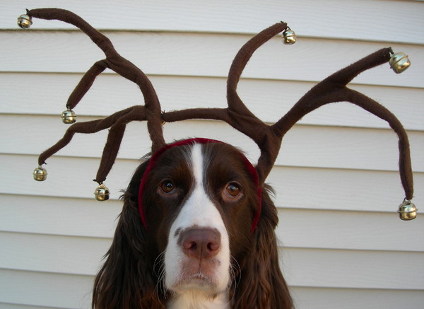 600x437, 70 Kb / пес, рога