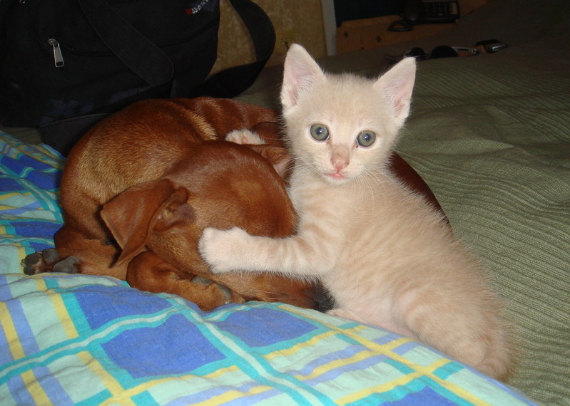 799x570, 136 Kb / пес, кот