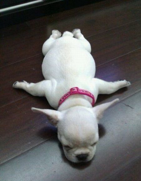 451x580, 50 Kb / пес