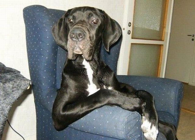 640x462, 73 Kb / пес, кресло