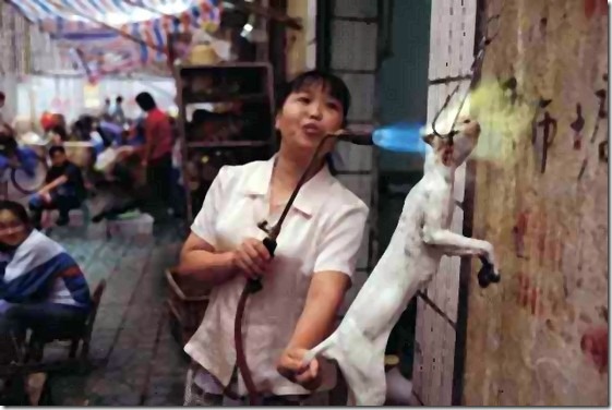 561x376, 56 Kb / вкусне котэ