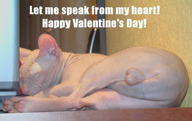 631x398, 44 Kb / котэ, валентинка