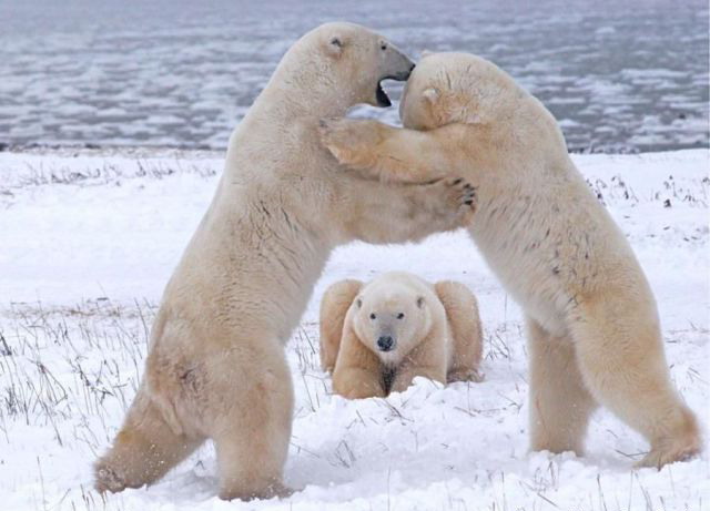 640x461, 58 Kb / медведи