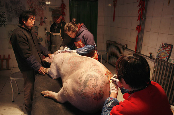 611x404, 82 Kb / тату, хряк, свинья