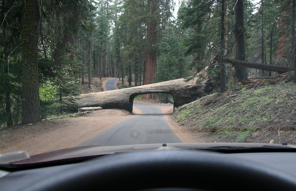 1023x661, 231 Kb / бревно, дорога