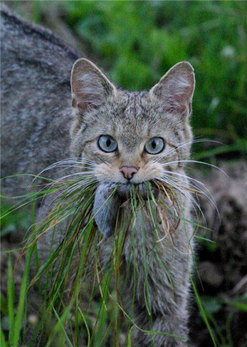 357x500, 98 Kb / поймала мышку