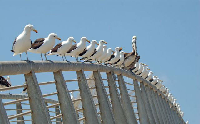 640x399, 46 Kb / птицы