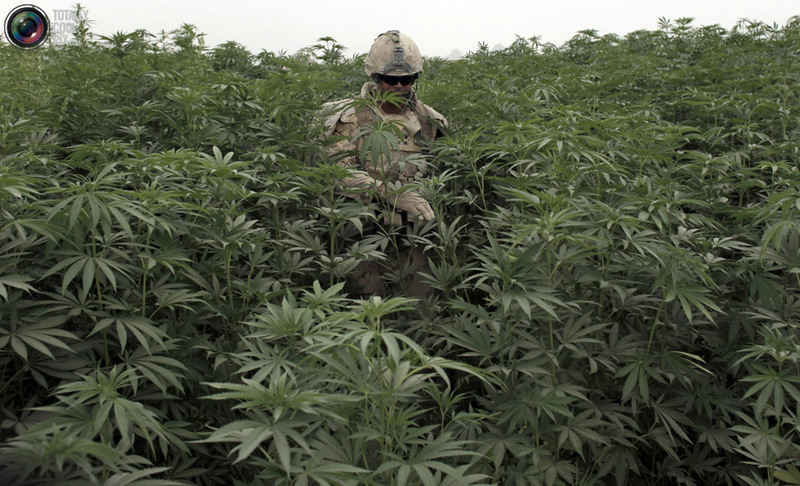 800x486, 191 Kb / конопля, солдат