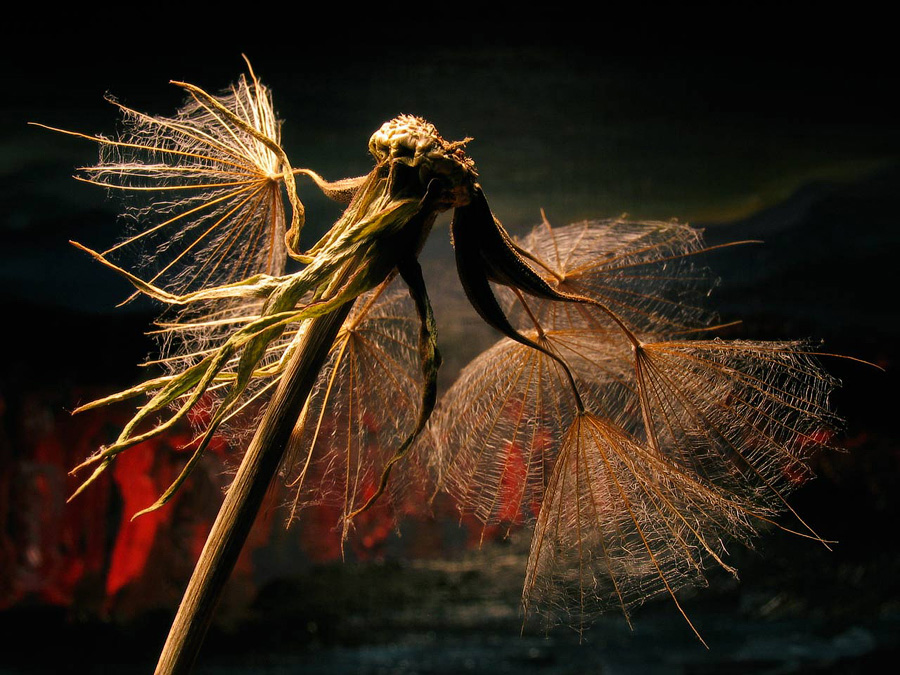 900x675, 259 Kb / одуванчик