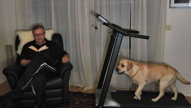 640x363, 38 Kb / собака, прогулка