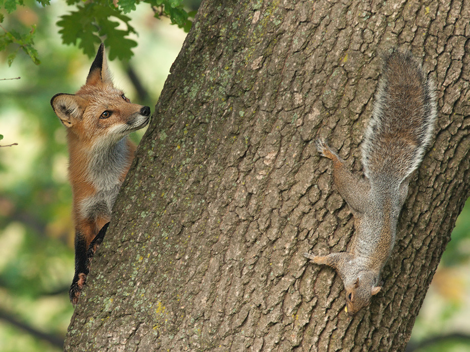 950x712, 328 Kb / лиса, белка