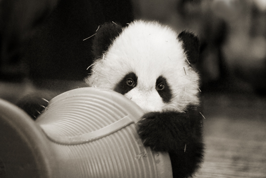 538x360, 147 Kb / скромность