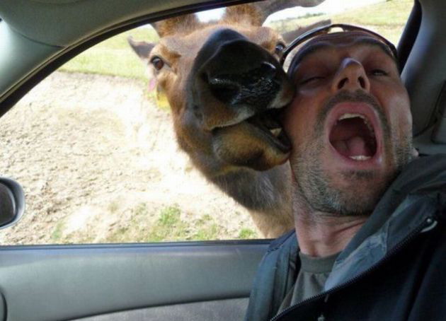 630x454, 57 Kb / авто, укус, лось