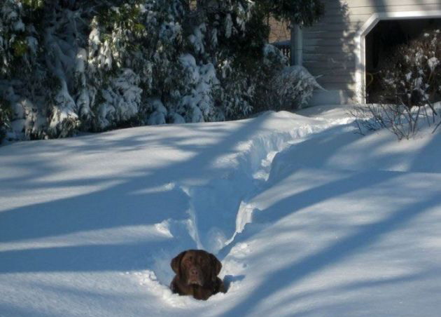 630x452, 58 Kb / пес, снег