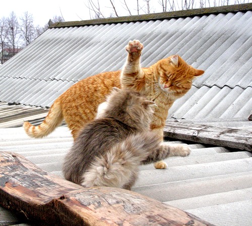 500x447, 84 Kb / коты, крыша