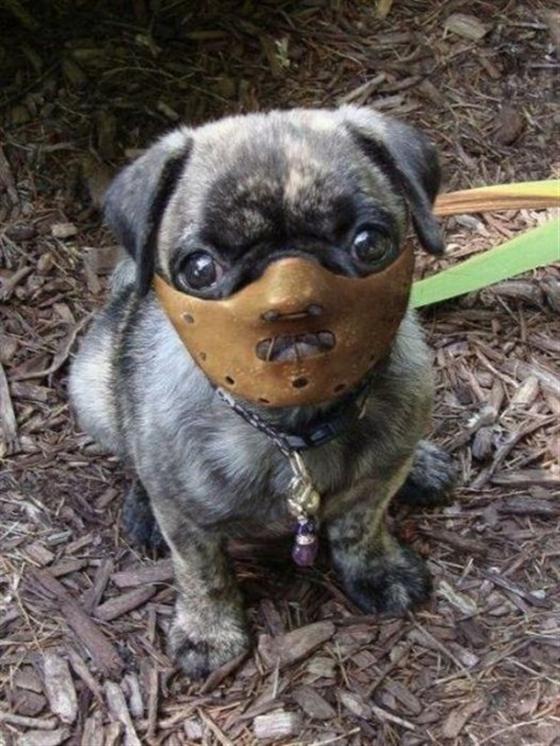 560x746, 79 Kb / щенок, намордник, ганнибал лектер