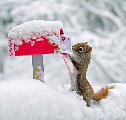 500x479, 41 Kb / белка, ящик, почта, снег