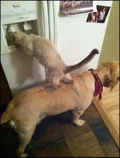 404x531, 94 Kb / кот, котэ, собака, автомат, вода, взаимопомощь