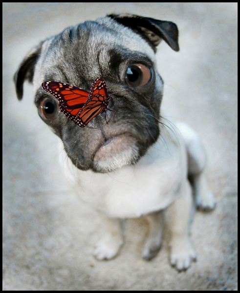 491x600, 168 Kb / Собак, бабочка