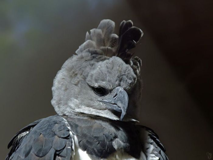 700x525, 35 Kb / птица