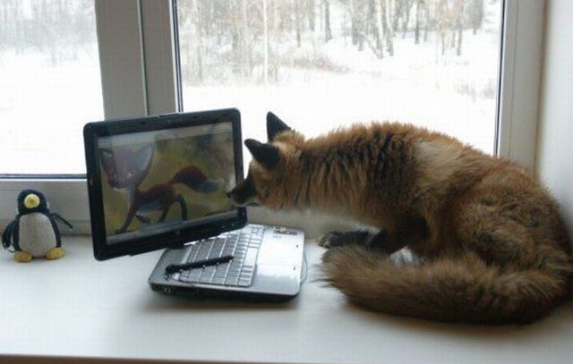 640x407, 43 Kb / лиса, ноутбук