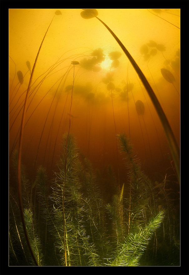 606x880, 248 Kb / водоросли