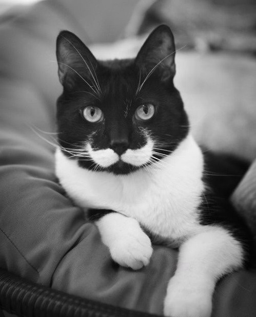 499x618, 56 Kb / кот