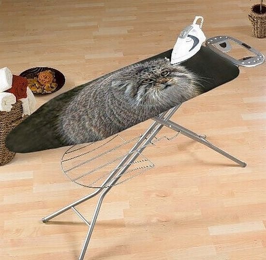 550x536, 90 Kb / погладь кота