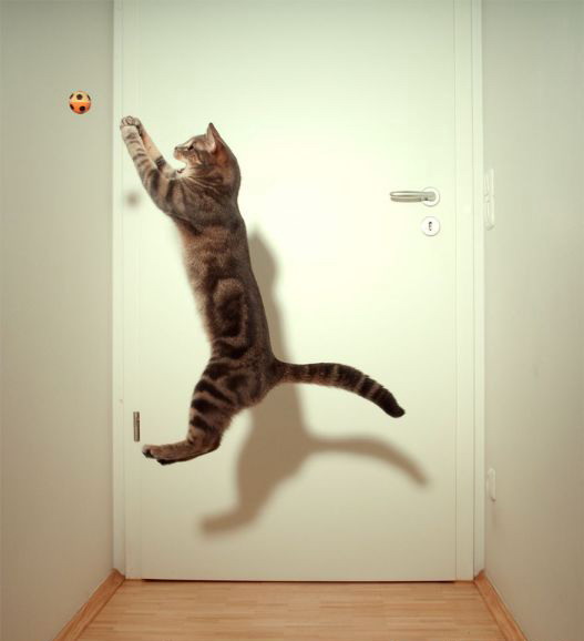 527x578, 28 Kb / кот