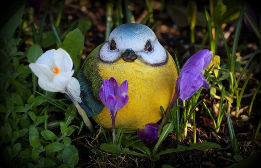 900x581, 105 Kb / птица