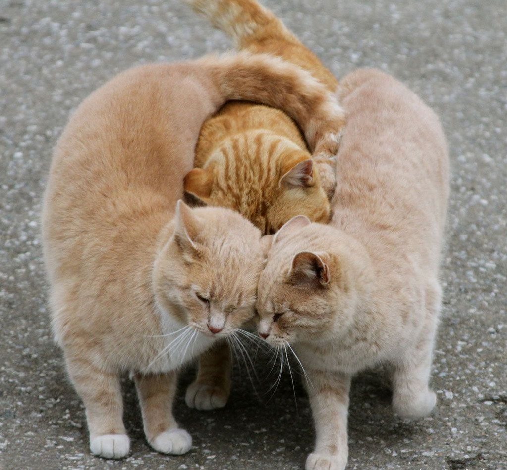 1023x950, 229 Kb / кошки, три кота, трикотаж, рыжие