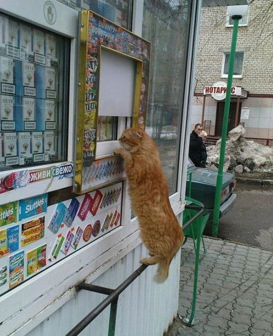 548x674, 142 Kb / кот, ларек