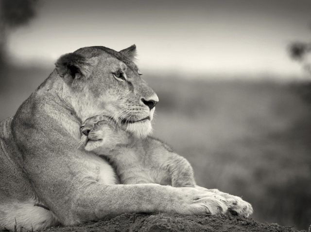 640x477, 54 Kb / львица