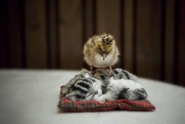 640x430, 35 Kb / цыпленок, котенок