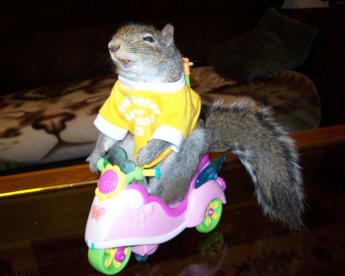 1104x884, 185 Kb / белка