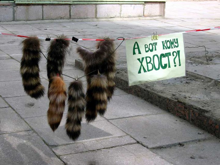 720x541, 87 Kb / хвост, объявление