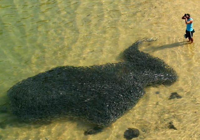 639x447, 89 Kb / стая рыб