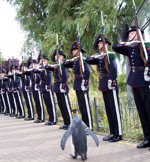 500x540, 120 Kb / пингвин, военные