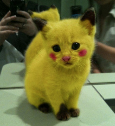 442x482, 112 Kb / кот, пикачу