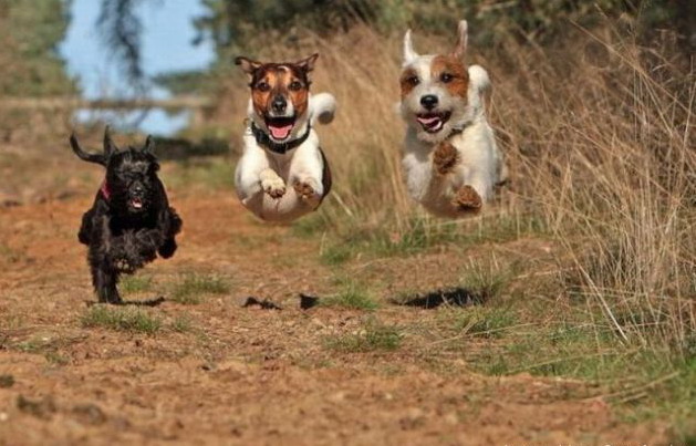 629x403, 80 Kb / собаки