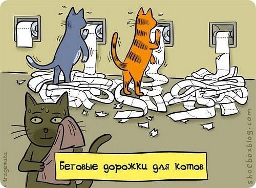 500x367, 71 Kb / коты, туалетная бумага