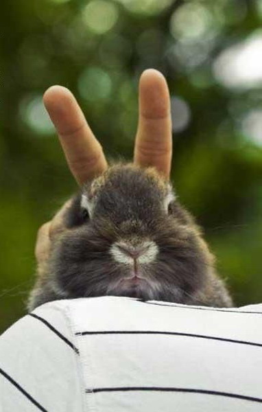 382x600, 44 Kb / кролик