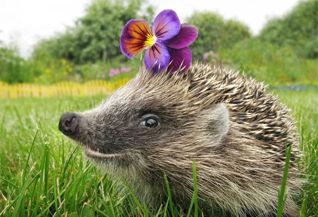 640x437, 95 Kb / еж