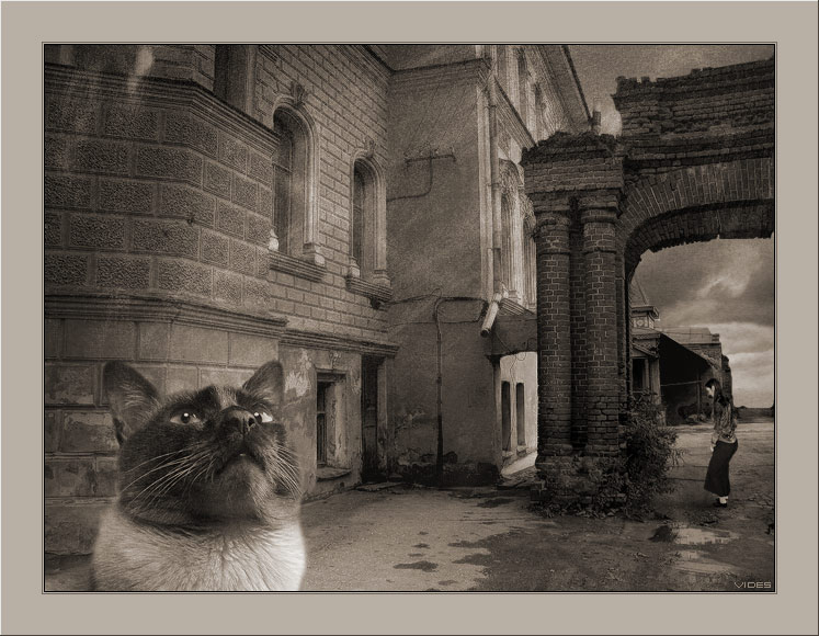 747x580, 107 Kb / фото, кот, дом, руины