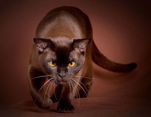 640x493, 43 Kb / кот