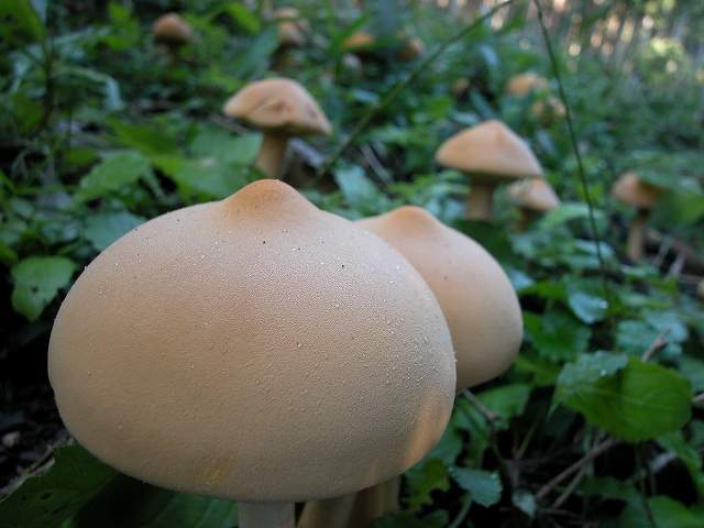 640x480, 31 Kb / грибы, сиси