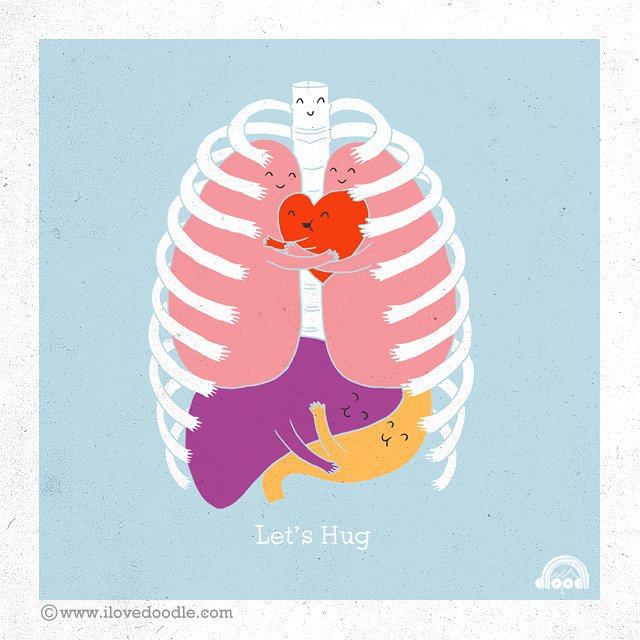 640x640, 80 Kb / ребра, скелет, сердце, легкие, органы, объятья